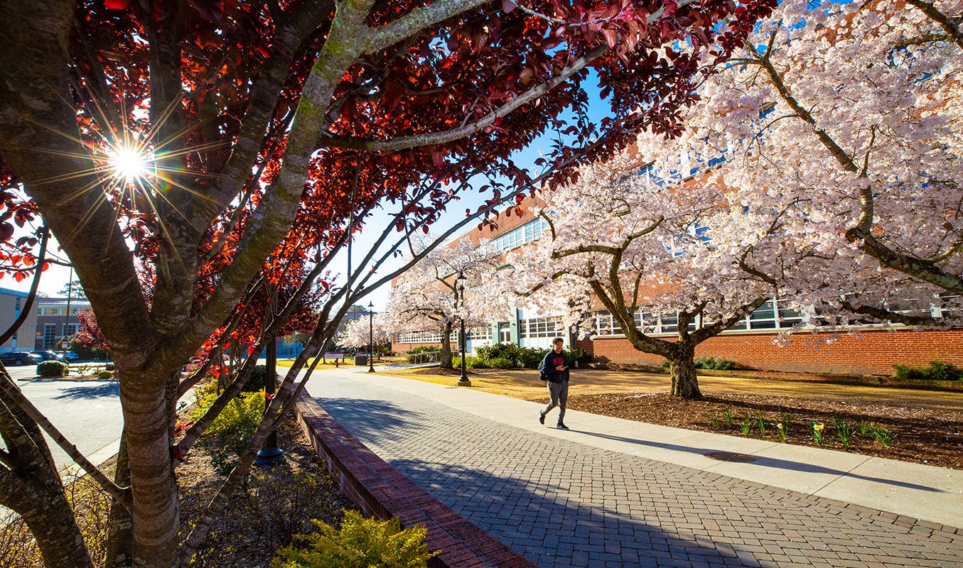 A student walks past the trees in bloom near the Austin Building on Thursday morning. (ECU Photo by Rhett Butler)